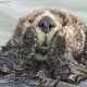 Illustration for article titled Slide Into the Weekend With the Most Hilarious Wildlife Photos of 2019